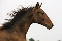 Domestic Horse (Equus caballus) running, Netherlands