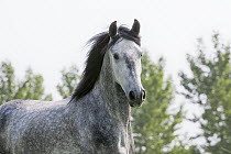 Andalusian Horse (Equus caballus), Netherlands