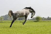 Andalusian Horse (Equus caballus) bucking, Netherlands, sequence 1 of 4