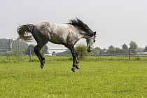Andalusian Horse (Equus caballus) bucking, Netherlands, sequence 2 of 4