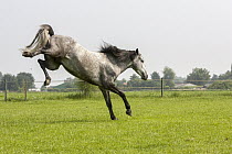 Andalusian Horse (Equus caballus) bucking, Netherlands, sequence 3 of 4