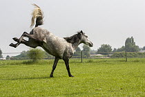 Andalusian Horse (Equus caballus) bucking, Netherlands, sequence 4 of 4