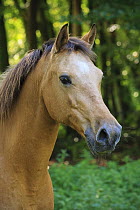 Domestic Horse (Equus caballus), Netherlands