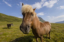 Icelandic Horse (Equus caballus) pair, Seljalandsdalur, Sudavik, Iceland