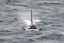 Orca (Orcinus orca) male surfacing, Vestmannaeyjar, Iceland