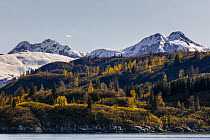 Taiga and coastal snow-covered mountains in autumn, Glacier Bay National Park, Alaska