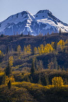 Taiga and snow-covered mountains in autumn, Glacier Bay National Park, Alaska