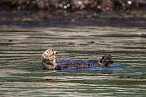 Sea Otter (Enhydra lutris), Inian Islands, Icy Strait, Alaska