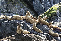 Steller's Sea Lion (Eumetopias jubatus) group hauled out on rocks, Inian Islands, Icy Strait, Alaska