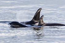 Orca (Orcinus orca) females surfacing, Chatham Strait, Alaska