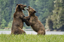 Grizzly Bear (Ursus arctos horribilis) pair fighting, Khutzeymateen Grizzly Bear Sanctuary, British Columbia, Canada