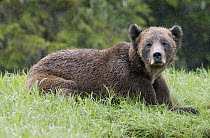 Grizzly Bear (Ursus arctos horribilis) in rainfall, Khutzeymateen Grizzly Bear Sanctuary, British Columbia, Canada