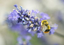 Fuzzy-horned Bumblebee (Bombus mixtus) on lavender, Seattle, Washington