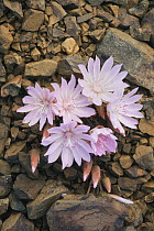 Oregon Bitter-root (Lewisia rediviva) flowers, Cascade Mountains, Washington