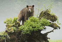 Grizzly Bear (Ursus arctos horribilis) on fallen tree, Khutzeymateen Grizzly Bear Sanctuary, British Columbia, Canada