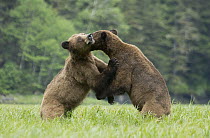 Grizzly Bear (Ursus arctos horribilis) pair fighting, Khutzeymateen Grizzly Bear Sanctuary, British Columbia, Canada