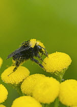 Yellow-faced Bumblebee (Bombus vosnesenskii) on Curled Tansy (Tanacetum vulgare), Nisqually Valley, Washington