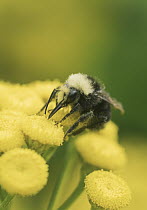Yellow-faced Bumblebee (Bombus vosnesenskii) feeding on Curled Tansy (Tanacetum vulgare), Nisqually Valley, Washington