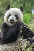 Giant Panda (Ailuropoda melanoleuca) feeding on bamboo, Adelaide, South Australia, Australia