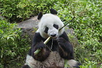 Giant Panda (Ailuropoda melanoleuca) feeding on bamboo, Adelaide, South Australia, Australia