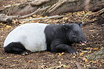 Malayan Tapir (Tapirus indicus), Adelaide, South Australia, Australia