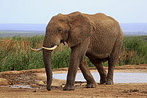 African Elephant (Loxodonta africana) at waterhole, Addo National Park, South Africa
