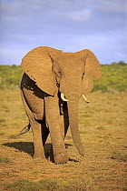 African Elephant (Loxodonta africana), Addo National Park, South Africa