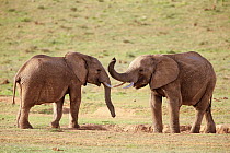 African Elephant (Loxodonta africana) juveniles play-fighting, Addo National Park, South Africa