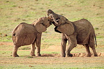 African Elephant (Loxodonta africana) juveniles play-fighting, Addo National Park, South Africa