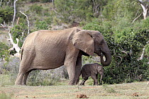 African Elephant (Loxodonta africana) female browsing with calf, Addo National Park, South Africa