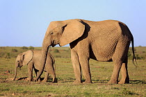 African Elephant (Loxodonta africana) mother and calf, Addo National Park, South Africa
