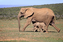 African Elephant (Loxodonta africana) mother and calf, Addo National Park, South Africa