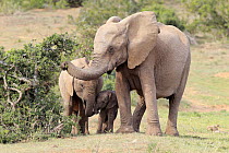 African Elephant (Loxodonta africana) mother browsing with calves, Addo National Park, South Africa