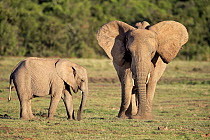 African Elephant (Loxodonta africana) juvenile and calf grazing, Addo National Park, South Africa