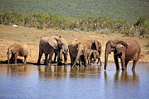 African Elephant (Loxodonta africana) herd drinking at waterhole, Addo National Park, South Africa