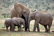 African Elephant (Loxodonta africana) juveniles and calves, Addo National Park, South Africa