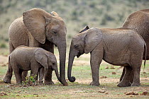 African Elephant (Loxodonta africana) juveniles and calves, Addo National Park, South Africa