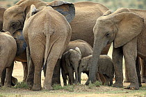 African Elephant (Loxodonta africana) herd protecting calves, Addo National Park, South Africa