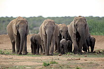 African Elephant (Loxodonta africana) herd, Addo National Park, South Africa