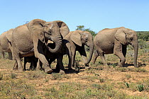 African Elephant (Loxodonta africana) herd, Addo National Park, South Africa