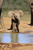 African Elephant (Loxodonta africana) calf drinking at waterhole, Addo National Park, South Africa