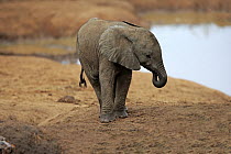 African Elephant (Loxodonta africana) calf, Addo National Park, South Africa