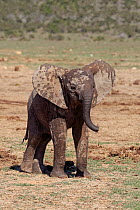 African Elephant (Loxodonta africana) calf wet after bath, Addo National Park, South Africa