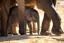 African Elephant (Loxodonta africana) herd protecting calf, Addo National Park, South Africa