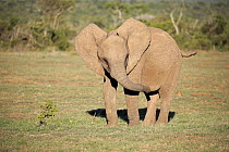 African Elephant (Loxodonta africana) juvenile displaying, Addo National Park, South Africa