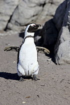 Black-footed Penguin (Spheniscus demersus), Boulders Beach, Simonstown, South Africa