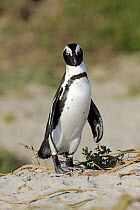 Black-footed Penguin (Spheniscus demersus), Boulders Beach, Simonstown, South Africa