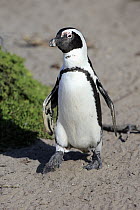 Black-footed Penguin (Spheniscus demersus), Betty's Bay, Stony Point Nature Reserve, South Africa