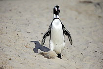 Black-footed Penguin (Spheniscus demersus), Betty's Bay, Stony Point Nature Reserve, South Africa