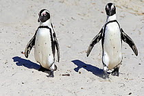 Black-footed Penguin (Spheniscus demersus) pair, Boulders Beach, Simon's Town, South Africa